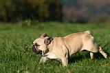 BOULEDOGUE FRANCAIS 1212